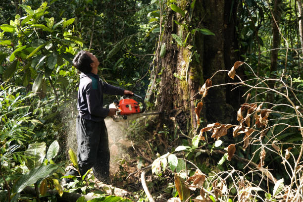 Best Residential Tree Removal  in USA